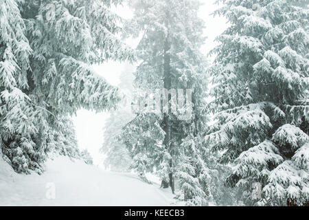 Beautiful winter landscape with snowy trees in Lapland Stock Photo - Alamy