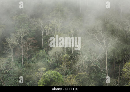 Morning fog in tropical forest in Northern Thailand Stock Photo
