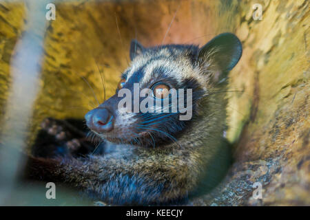 The animal civet is used for the production of expensive most gourmet coffee Kopi Luwak, in Bali Indonesia Stock Photo