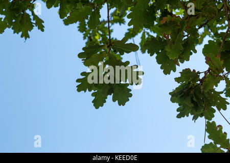 Green oak leaves against blue sky Stock Photo - Alamy