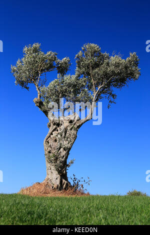 Olive trees in the sun Stock Photo
