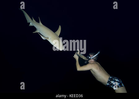 Underwater photographer shooting Tawny nurse sharks (Nebrius ferrugineus) Stock Photo
