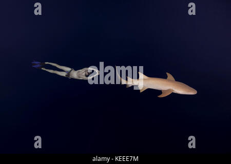 man swims at night with shark - Tawny nurse sharks (Nebrius ferrugineus) Stock Photo