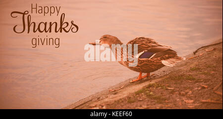 Thanksgiving greeting text against mallard duck perching by lake Stock Photo