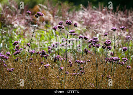 Vebena bonariensis in grasses Stock Photo