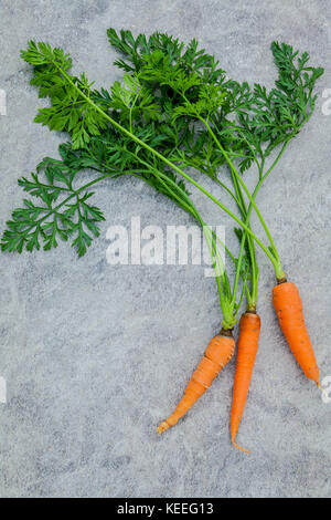 Fresh carrots bunch on dark concrete background. Raw fresh carrots with tails. Fresh organic carrots with leaves. Bunch of fresh carrots with green le