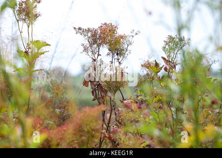 Filipendula rubra 'Venusta' starting to die back in autumn Stock Photo