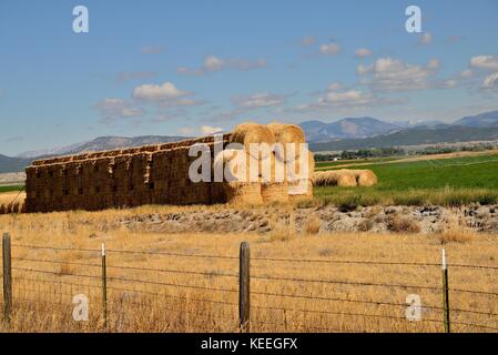 Round Hay Bales in fallow pasture Stock Photo