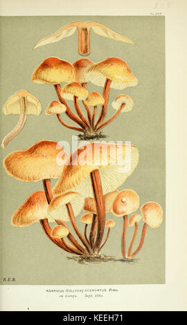 Illustrations of British Fungi (Hymenomycetes), to serve as an atlas to the  Handbook of British Fungi  (Pl. 267) (6056206468) Stock Photo