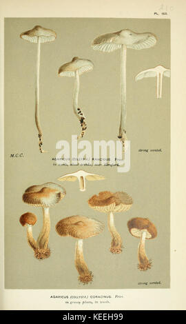 Illustrations of British Fungi (Hymenomycetes), to serve as an atlas to the  Handbook of British Fungi  (Pl. 153) (6055660465) Stock Photo