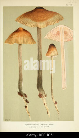Illustrations of British Fungi (Hymenomycetes), to serve as an atlas to the  Handbook of British Fungi  (Pl. 148) (6056218336) Stock Photo