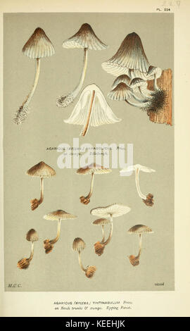 Illustrations of British Fungi (Hymenomycetes), to serve as an atlas to the  Handbook of British Fungi  (Pl. 224) (6055673041) Stock Photo