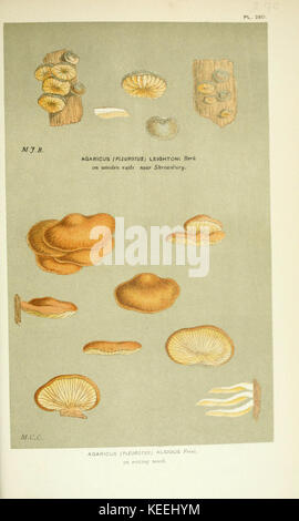 Illustrations of British Fungi (Hymenomycetes), to serve as an atlas to the  Handbook of British Fungi  (Pl. 260) (6056237952) Stock Photo