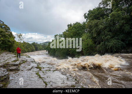 Tourist stood beside the lower section of Aysgarth Falls, North Yorkshire in full flow after heavy rainfall. Stock Photo