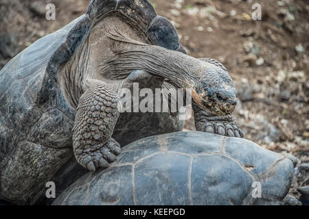 A giant male Tortoise, (Geochelone nigra), attempting to mate with another male .These are at the Charles Darwin Foundation, San Cristobal Island, Gal Stock Photo