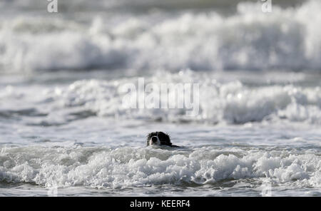 A dog paddles in the surf off West Wittering beach in West Sussex, as a 'weather bomb' is set to bring heavy wind and rain to the UK this weekend as Storm Brian makes its way across the country. Stock Photo