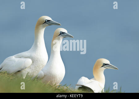 Wildlife : Gannets at Bempton Cliffs. (Morus bassanus). Stock Photo