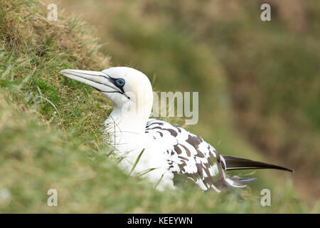 Wildlife : Gannets at Bempton Cliffs. (Morus bassanus). Stock Photo