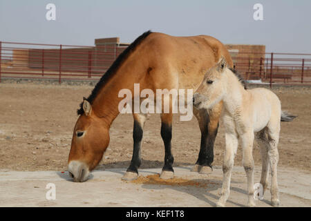 (171020) -- CHANGJI, Oct. 20, 2017 (Xinhua) -- Female Przewalski's horse 'Snow White' (R) stands with her mother at a wild horse breeding center in northwest China's Xinjiang Uygur Autonomous Region, Oct. 19, 2017. Two foals of rare Przewalski's horse were born here earlier in October, bringing the total number of the once-extinct wild horses to 379 in the region. Przewalski's horses historically lived on grasslands that are now part of China's Xinjiang Uygur Autonomous Region and Mongolia. Stock Photo