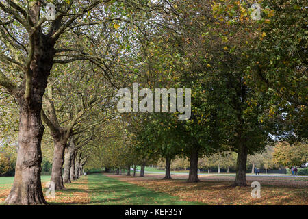 Windsor, UK. 20th Oct, 2017. UK Weather. Partially cleared autumn leaves dropped by horse chestnut and London plane trees in Windsor Great Park.