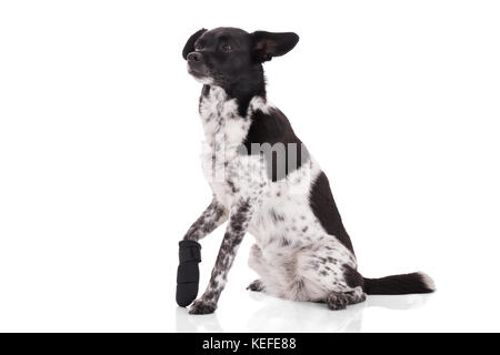 Portrait Of A Dog With Injured Paw On White Background Stock Photo