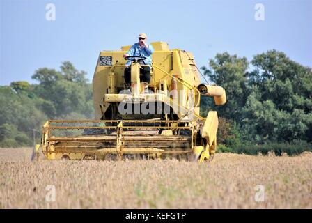 old open cab yellow New Holland combine harvester harvesting crops on an  English farm in 2017 Stock Photo