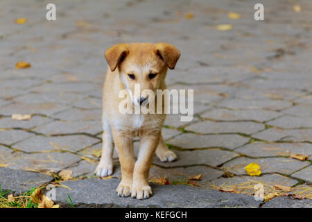 An abandoned, homeless stray dog is standing in the street. Little sad, abandoned dog on local road. Stock Photo