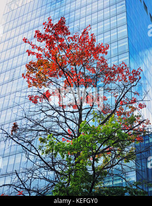 Early autumn in Spinningfields, Manchester Stock Photo