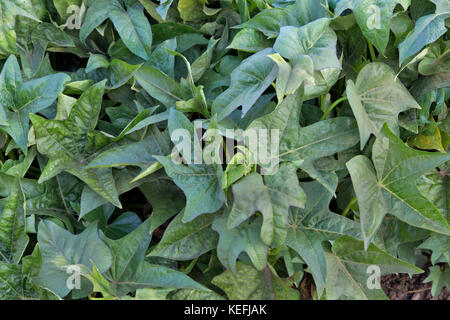 Kamote foliage,  cultivar of Sweet Potato, 'Ipomoea batatas'. Stock Photo