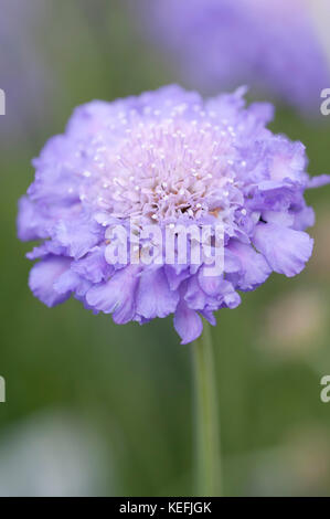 CLOSE UP OF SCABIOSA COLUMBARIA BUTTERFLY BLUE Stock Photo