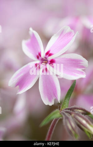 CLOSE UP OF PHLOX SUBULATA CANDY STRIPE Stock Photo