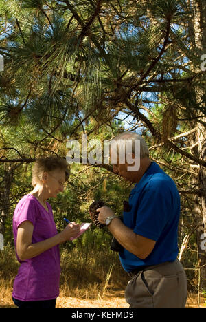 Caucasian Senior Couple (age 60-70) checking out long leaf pine trees, Bethune, South Carolina, USA. The trees are used for mulch in landscaping. Stock Photo