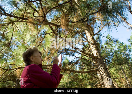 Caucasian Senior Female (age 60-70) checking out long leaf pine trees, Bethune, South Carolina, USA. The trees are used for mulch in landscaping. Stock Photo