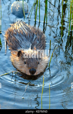 A vertical image of a young beaver  (Castor canadensis) seimming through some green reeds in a beaver pond near Hinton Alberta Canada. Stock Photo