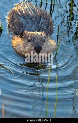 A vertical image of a young beaver (Castor canadensis) feeding on some green marsh grass in his beaver pond near Hinton Alberta Canada Stock Photo