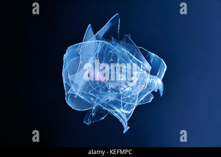 Side effects of drugs, red pill on broken rose shaped glass with dark blue background Stock Photo