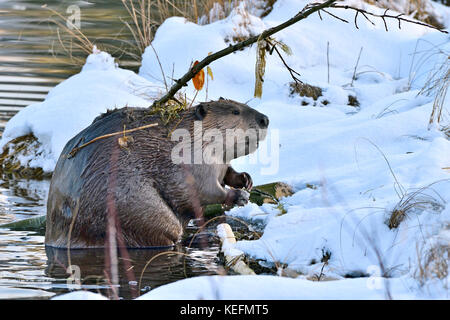 A side view of an adult beaver 'Castor canadensis'; climbing on to the snow covered shore of his beaver pond near Hinton Alberta Canada. Stock Photo