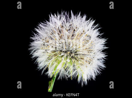 Beautiful and amazing macro closeup of a dandelion with many dew rain water drops on the seeds and petals, isolated on a black background Stock Photo