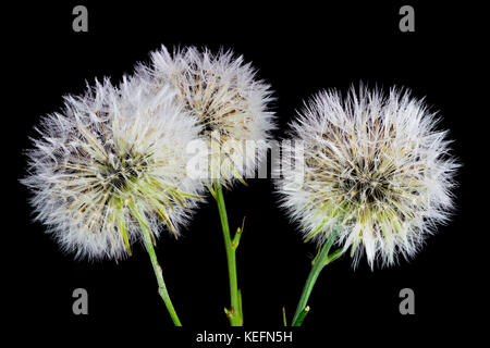 Beautiful and amazing focus stacked macro closeup of three dandelions on a black background, with many rain water dew drops on the petals and seeds Stock Photo