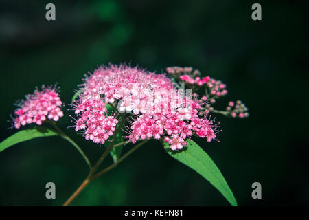 Pink flowers of Spiraea on a natural green background Stock Photo