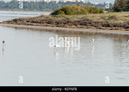 Flamingos feeding at the Larnaca Salt lake Stock Photo