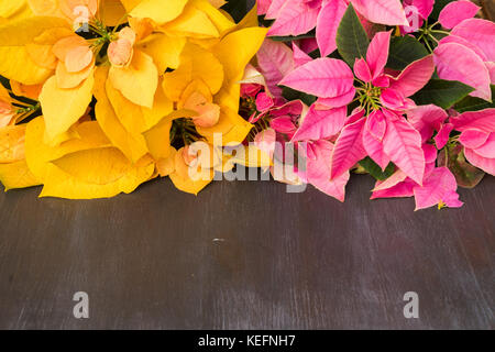 Pink and yellow christmas star flowers poinsettia on wooden background Stock Photo