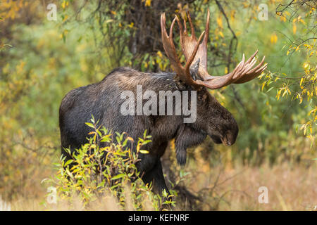 Trophy bull moose during autumn rut in Wyoming Stock Photo