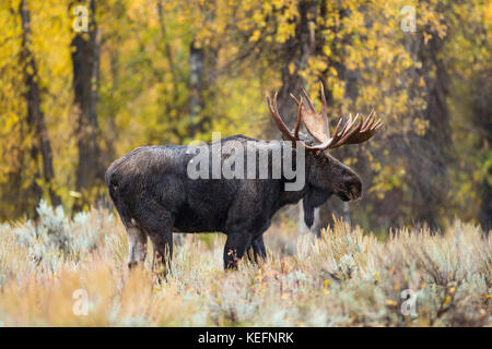 Trophy bull moose during autumn rut in Wyoming Stock Photo