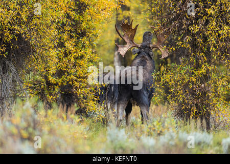 Trophy bull moose during autumn rut in Wyoming Stock Photo