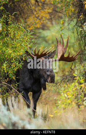 Trophy bull moose during autumn rut in Wyoming Stock Photo