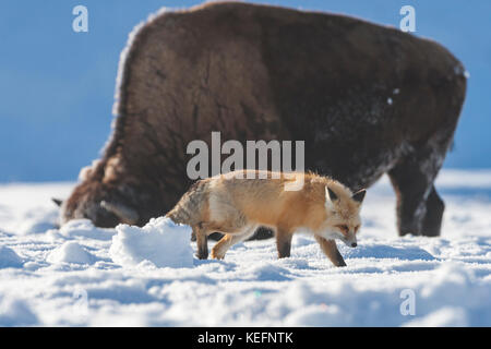 Red fox near bison during winter in Yellowstone National Park Stock Photo