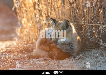 Red fox pup in Wyoming Stock Photo