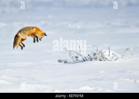 Red Fox pouncing during winter in Yellowstone National Park Stock Photo