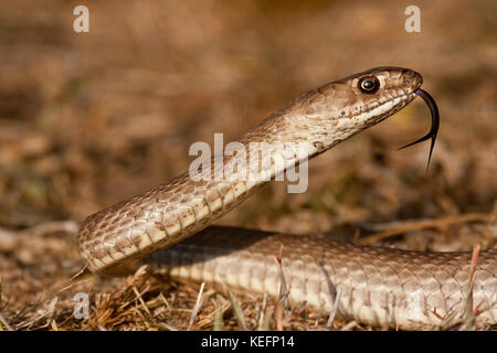 Western coachwhip snake Stock Photo